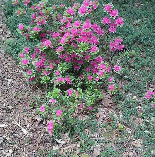 Сasa de vacaciones Calluna151 Harfsen