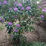 Calluna151 بيت للعطل *