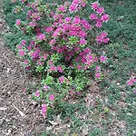 بيت للعطل Calluna151 Harfsen